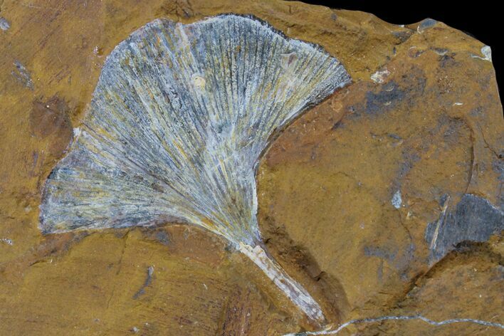 Fossil Ginkgo Leaf From North Dakota - Paleocene #156248